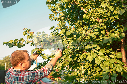 Image of The male hand during picking apples in a garden outdoors