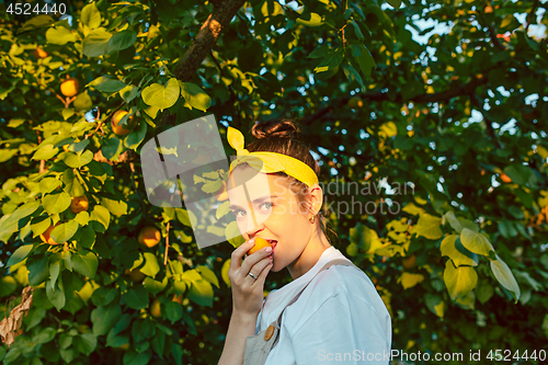 Image of The woman during picking apricot in a garden outdoors