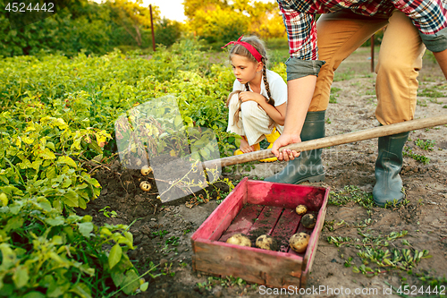 Image of farming, gardening, agriculture and people concept - young man planting potatoes at garden or farm