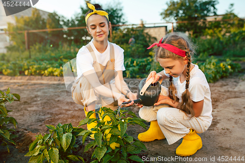 Image of The happy family in garden. Water from a watering can is poured on a pepper on a bed