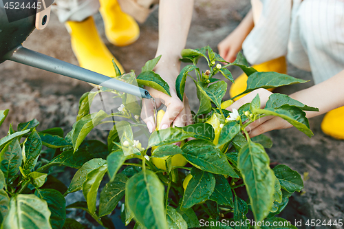 Image of water from a watering can is poured on a pepper on a bed