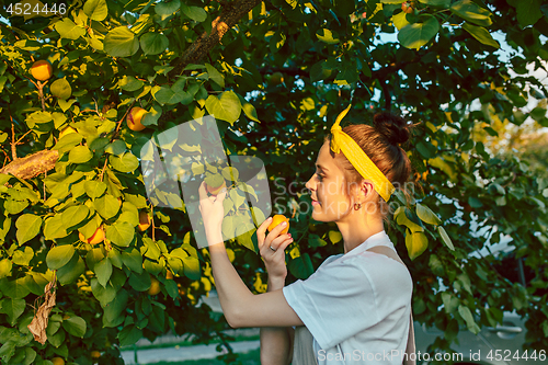 Image of The woman during picking apricot in a garden outdoors