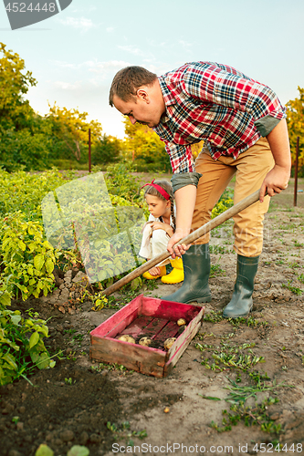 Image of farming, gardening, agriculture and people concept - young man planting potatoes at garden or farm