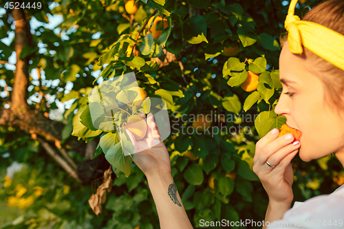 Image of The woman during picking apricot in a garden outdoors