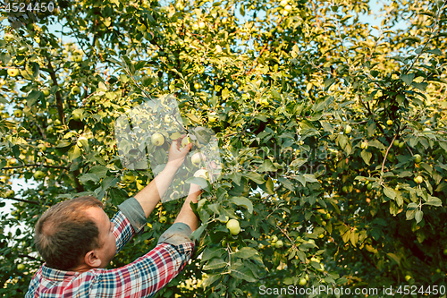 Image of The male hand during picking apples in a garden outdoors