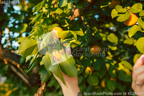 Image of The male hand during picking apricot in a garden outdoors