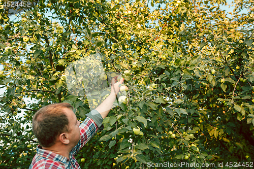 Image of The male hand during picking apples in a garden outdoors