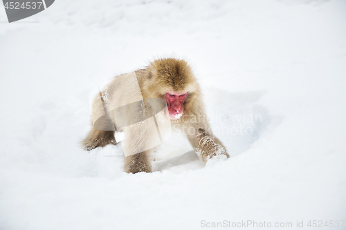 Image of japanese macaque or monkey searching food in snow