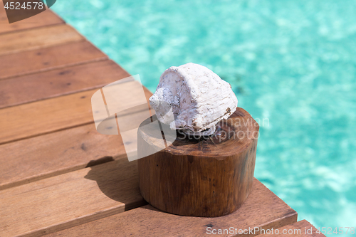 Image of seashell on wooden pier in sea water