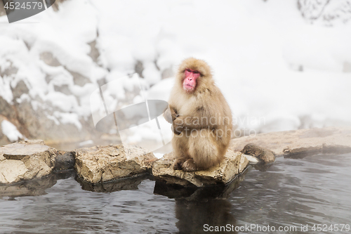 Image of japanese macaque or snow monkey in hot spring