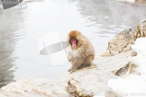 Image of japanese macaque or snow monkey in hot spring