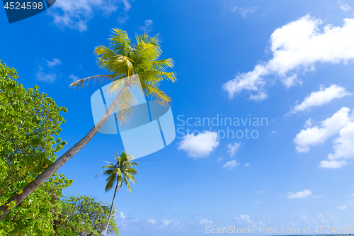 Image of palm trees over blue sky