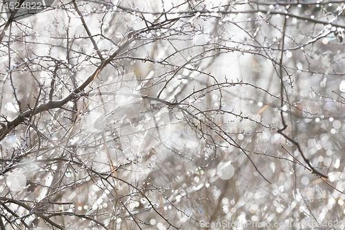 Image of Birch trunk in nature