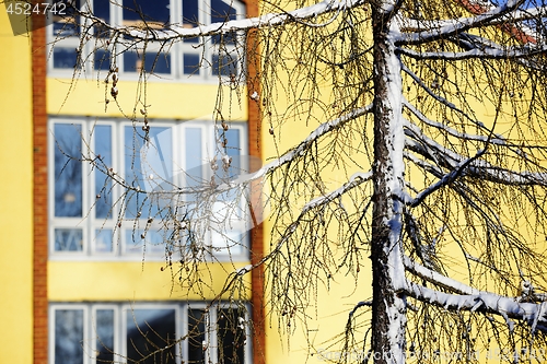 Image of silhouette of larches in winter against the yellow wall 