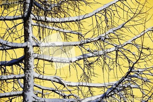 Image of silhouette of larches in winter against the yellow wall 