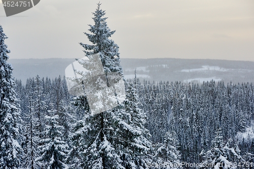 Image of winter christmas landscape