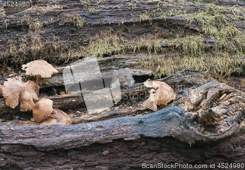 Image of Bank Vole in Woodland