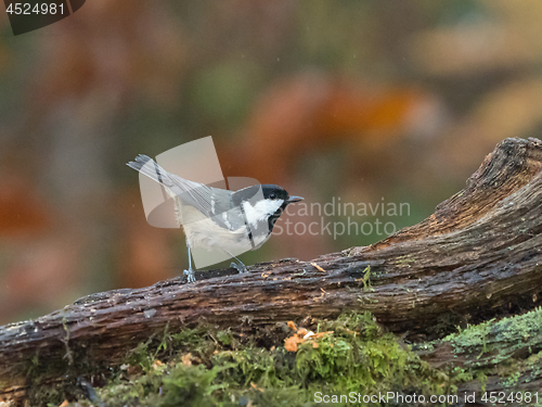 Image of Coal Tit on Log