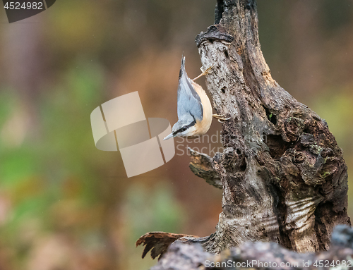 Image of Nuthatch in Rain