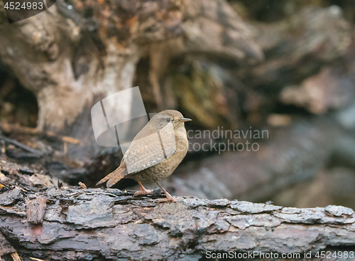 Image of Wren in Woodland