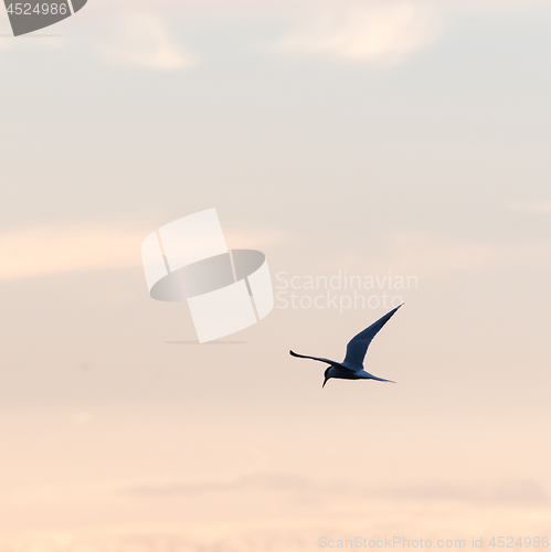 Image of Common Tern in graceful flight by a colored sky