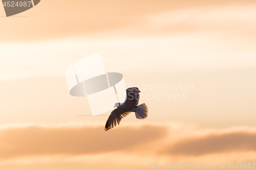 Image of Herring Gull in flight with spread wings