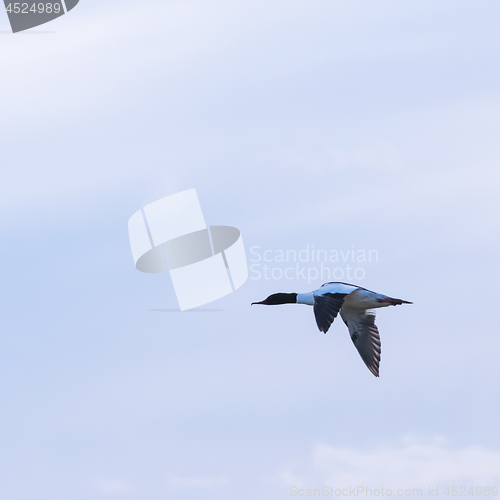 Image of Male Common merganser duck flying by blue skies