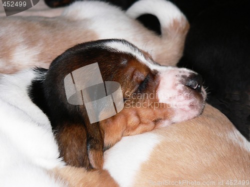 Image of Sleeping puppy