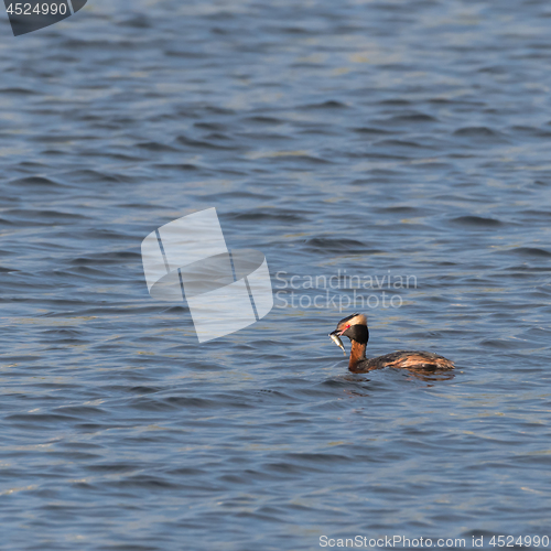 Image of Slovenian Grebe with a small fish