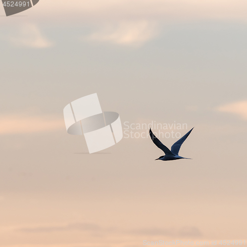 Image of Graceful flight, Common Tern by a colored sky