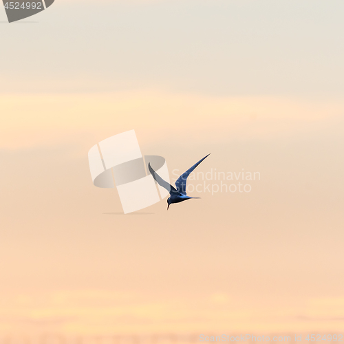 Image of Beauty in nature, a Common Tern in graceful flight by sunset