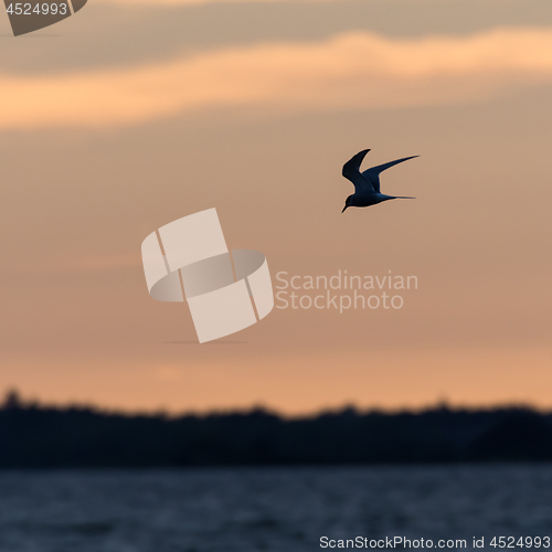 Image of Common Tern fishing by twilight time