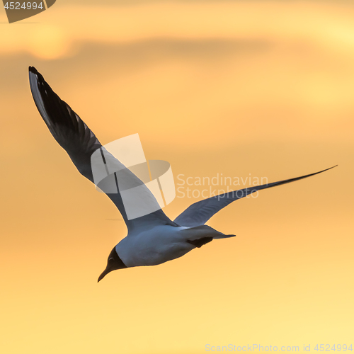 Image of Elegant Black headed Gull by a colored sky