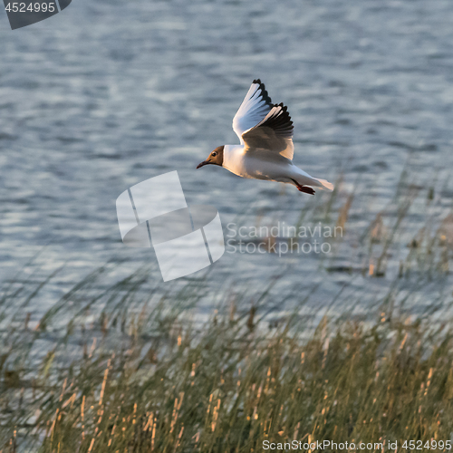 Image of Gracil Black Headed Gull in fligt
