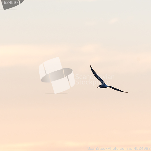Image of Tern in beautiful flight by a colored sky