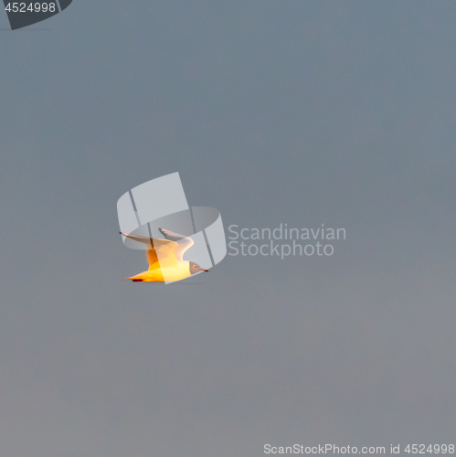 Image of Black-headed Gull in  flight against a cloudless sky