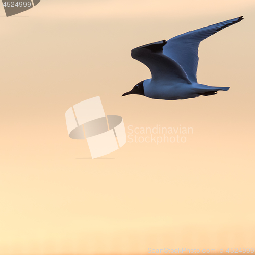 Image of Graceful Black Headed Gull in flight