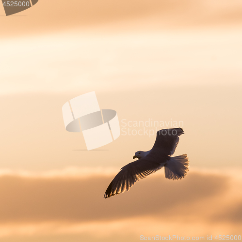 Image of Flying Herring Gull by a colored sky