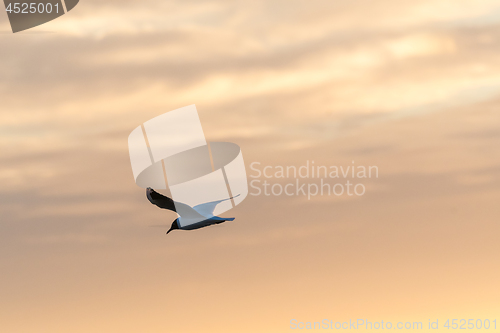 Image of Black-headed Gull in gracil flight