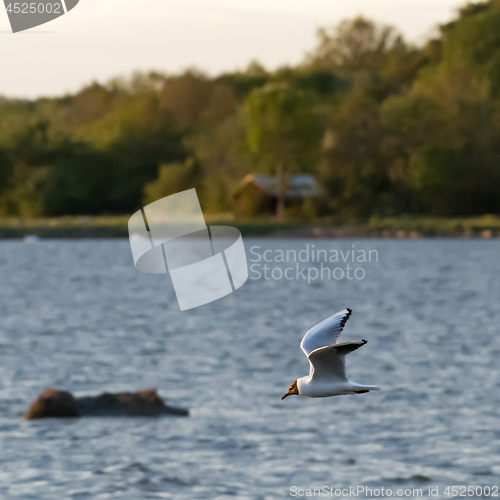 Image of Beautiful Black-headed Gull in flight over the water