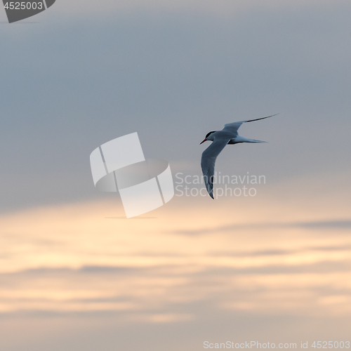 Image of Graceful Common Tern in flight