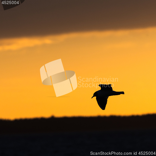 Image of Silhouetted Black-headed Gull by an orange sky