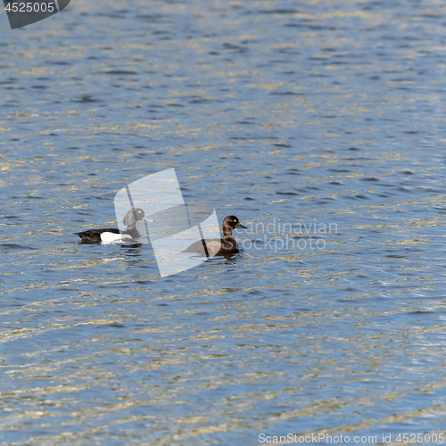 Image of Couple of Tufted Ducks swimming in glittering water