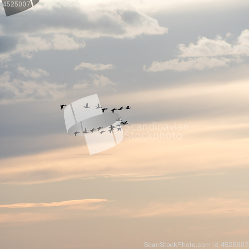 Image of Migrating waterfowls by a colored sky at twilight time
