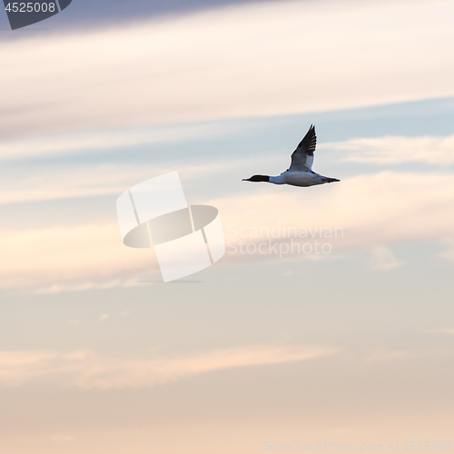 Image of Common merganser flying by a colored sky