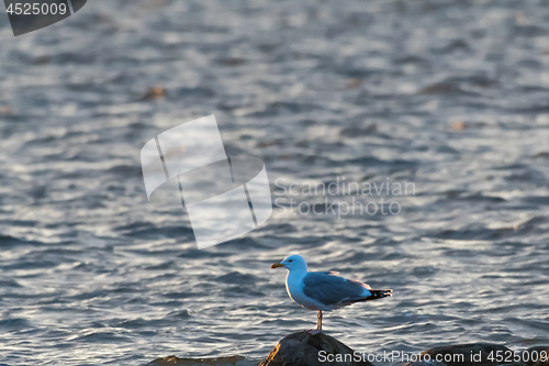 Image of European Herring Gull standing on a rock in the evening sunhine