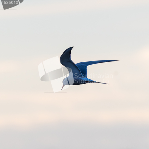 Image of Common Tern in graceful fishing flight by a colored sky