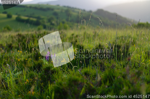 Image of landscape nature summer