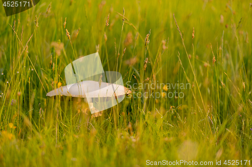 Image of macrolepiota procer