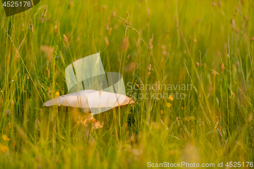 Image of macrolepiota procer